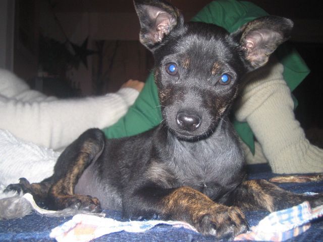 Dillie