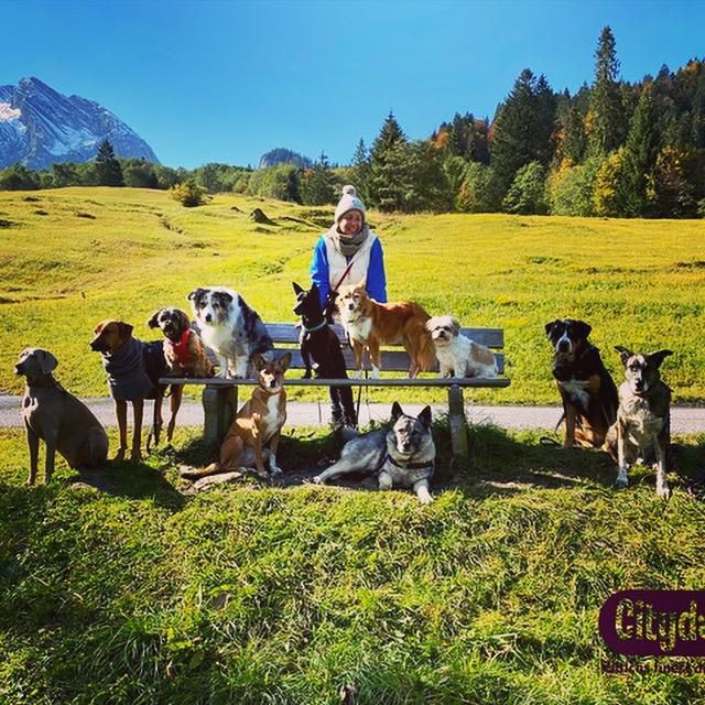 Citydogs
