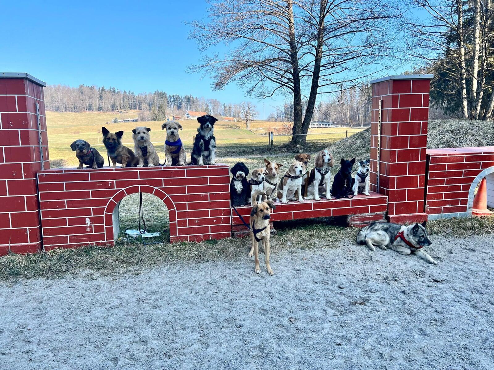Citydogs