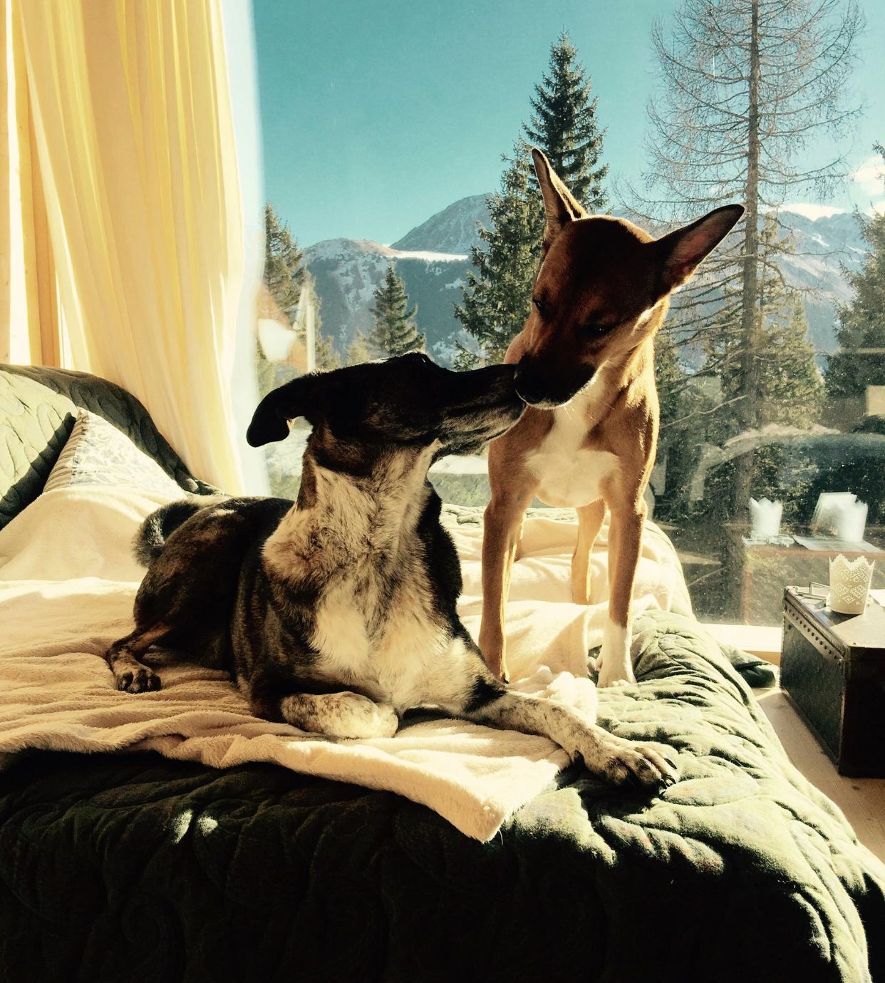 Unsere Hunde Roma, Pipa & Devi