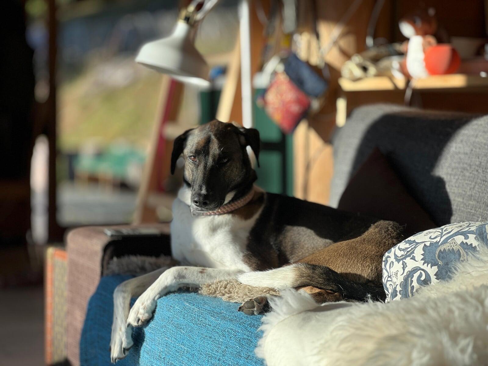Unsere Hunde Roma, Pipa & Devi